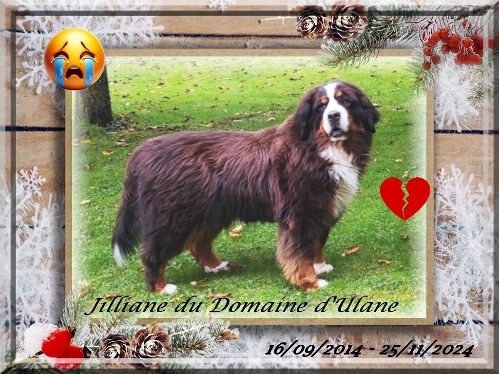 Jilliane du Domaine d'Ulane