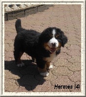 HERMES (Chiot 4)