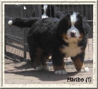 HARIBO (Chiot 1)