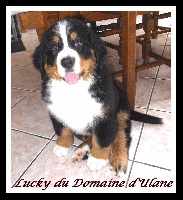 Lucky du Domaine d'Ulane (Mâle 1)