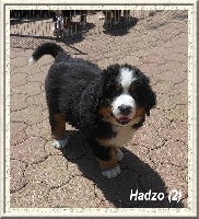 HADZO (chiot 2)