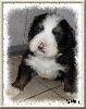 HARIBO (Chiot 1)