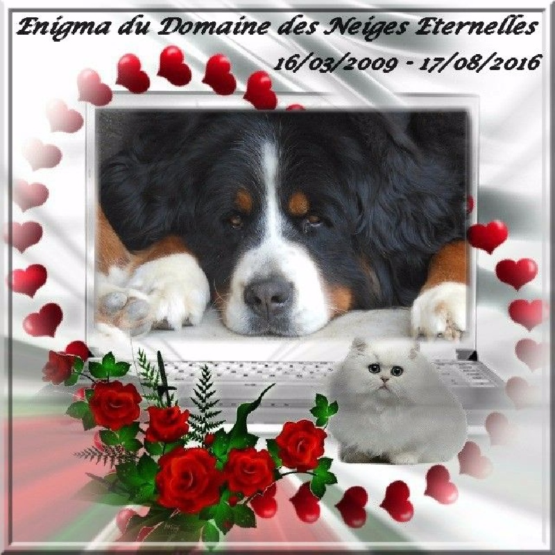 Enigma du domaine des neiges eternelles