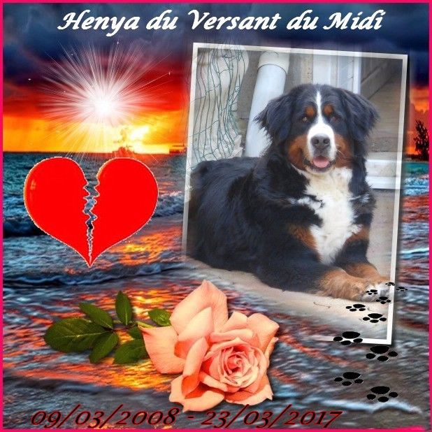 Henya du Versant du Midi