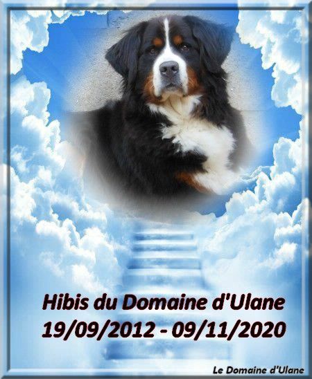 Hibis du Domaine d'Ulane