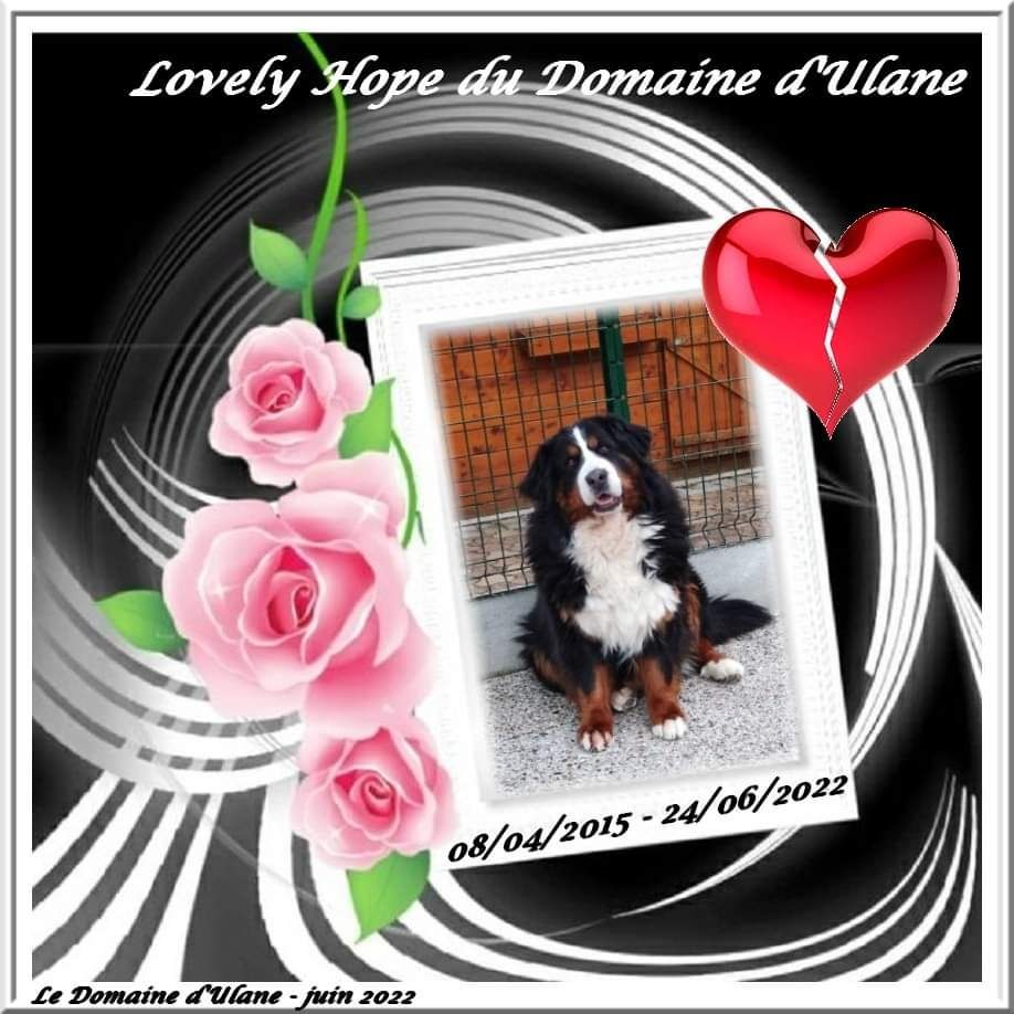 Lovely hope du Domaine d'Ulane