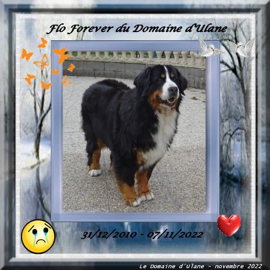 Flo forever du Domaine d'Ulane