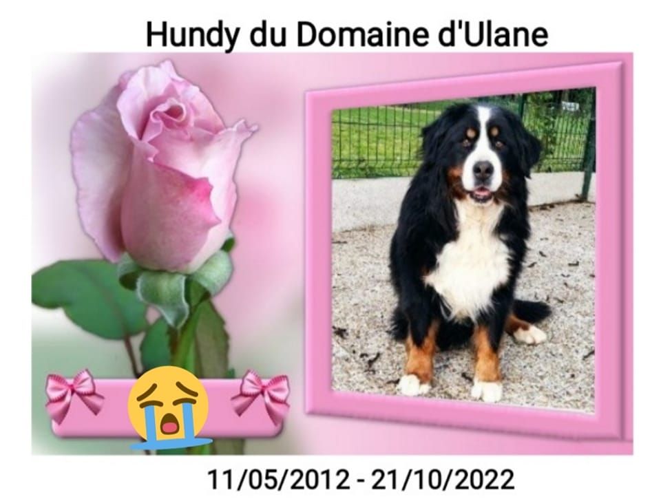 Hundy du Domaine d'Ulane