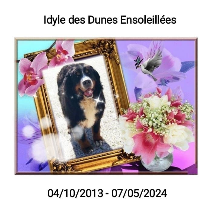 Idyle Des Dunes Ensoleillées